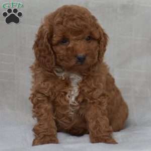 Kyle, Miniature Poodle Puppy